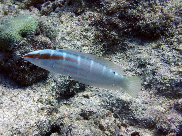 Coris dorsomaculatus