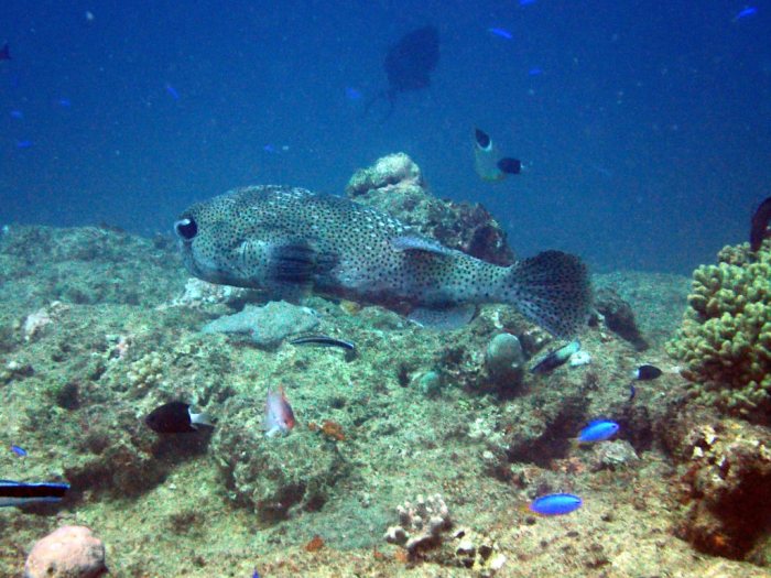 Diodon hystrix