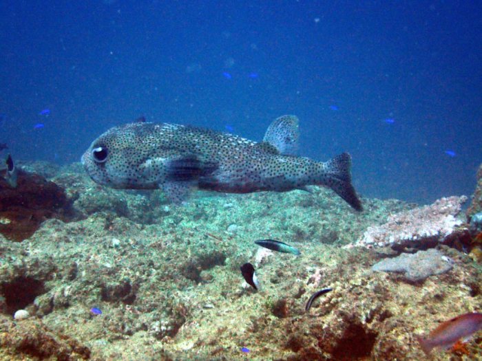 Diodon hystrix