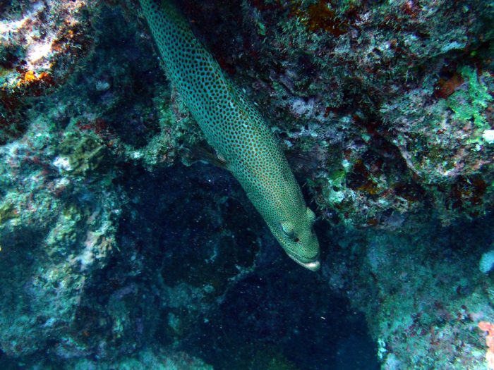 Anyperodon leucogrammicus