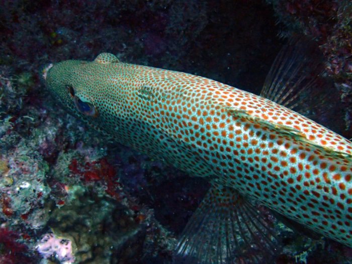 Anyperodon leucogrammicus