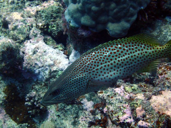 Anyperodon leucogrammicus