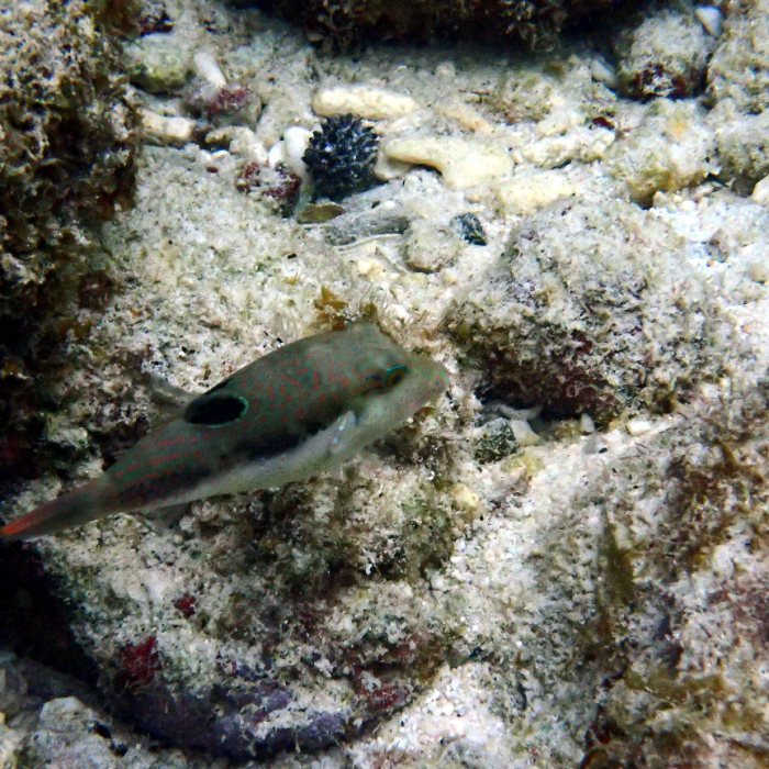 Canthigaster benneti