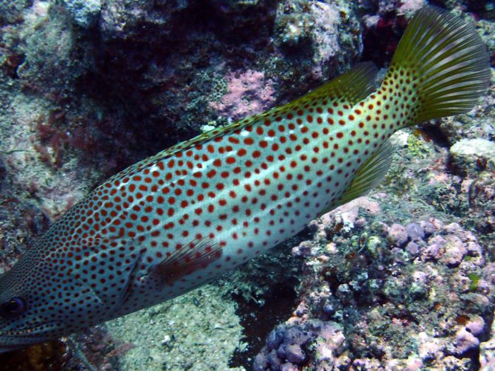 Anyperodon leucogrammicus
