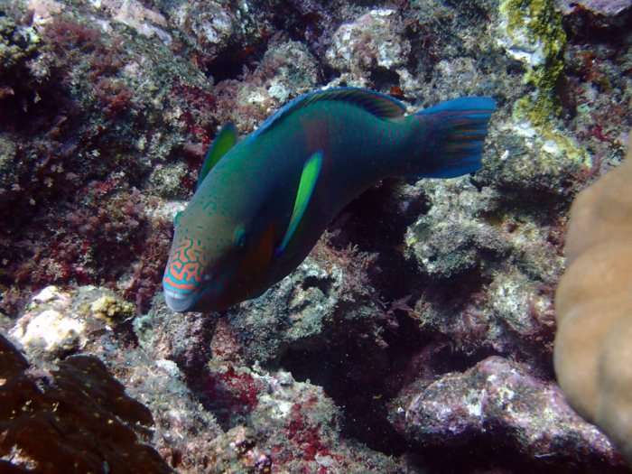 Scarus rivulatus