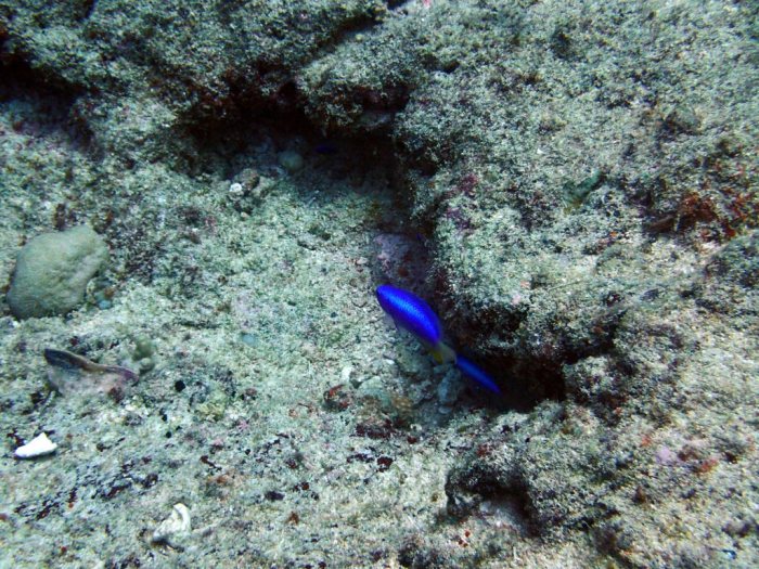 Pomacentrus coelestis