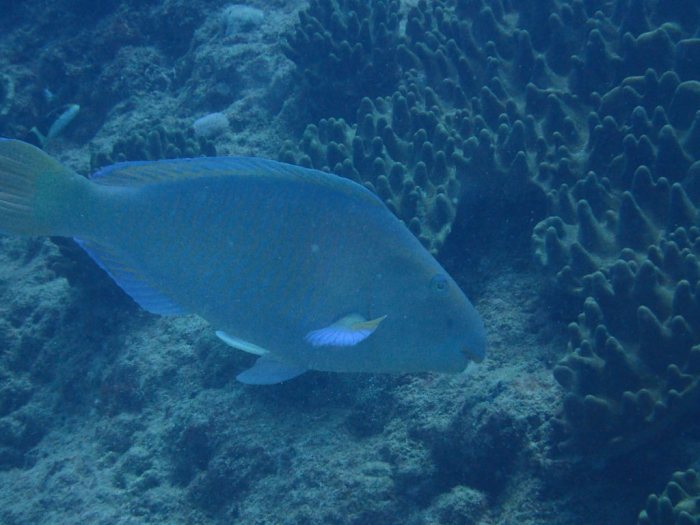 Hipposcarus longiceps