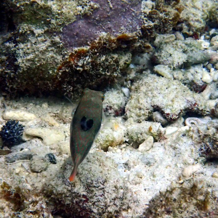 Canthigaster benneti