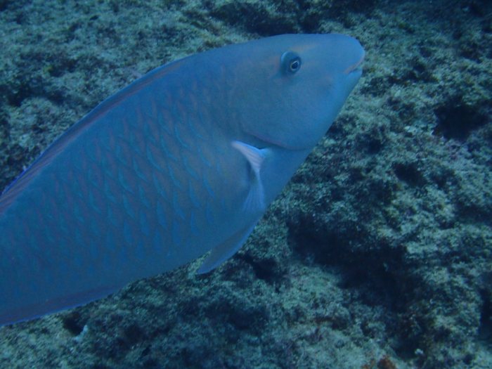 Hipposcarus longiceps