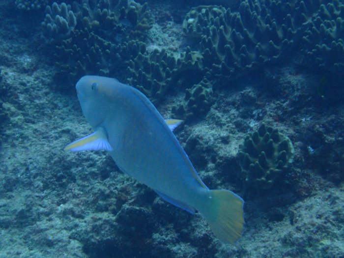 Hipposcarus longiceps