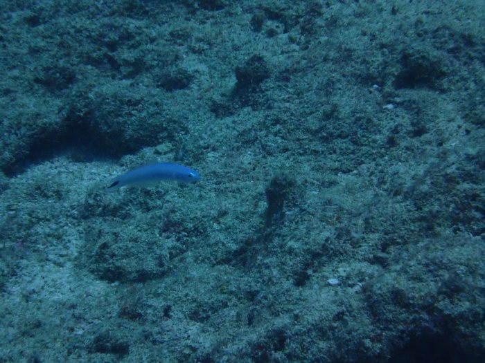 Poissons osseux
