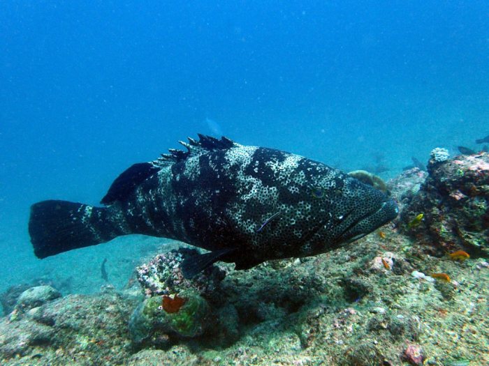 Epinephelus malabaricus