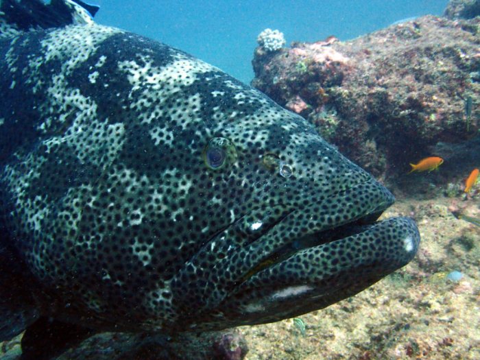 Epinephelus malabaricus