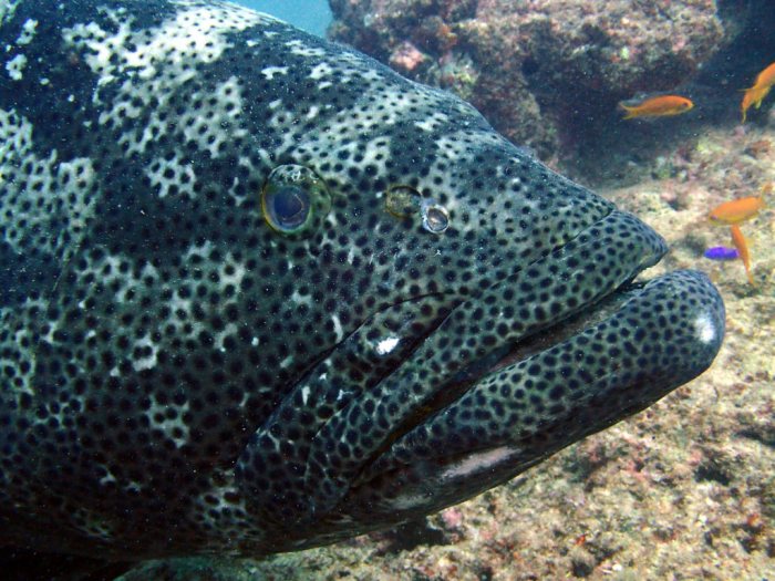 Epinephelus malabaricus