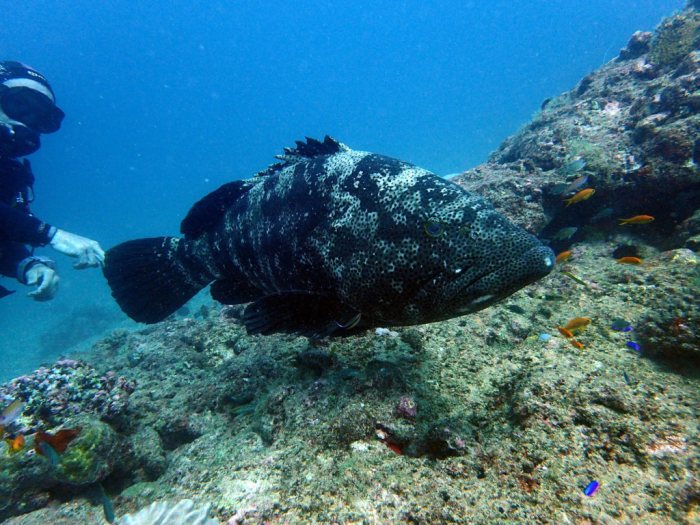 Epinephelus malabaricus