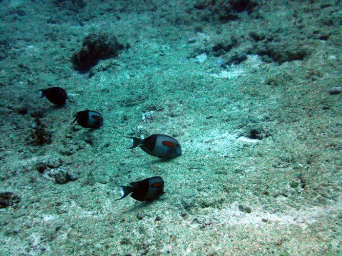 Acanthurus olivaceus