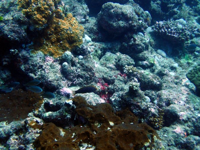 Macropharyngodon meleagris