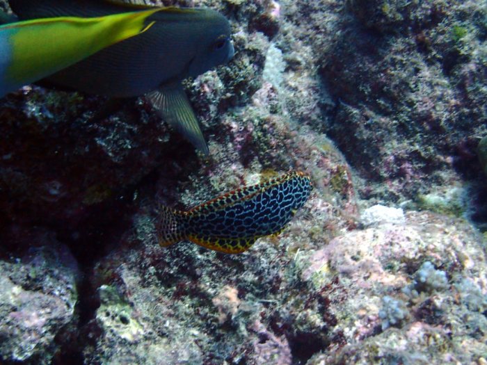 Macropharyngodon meleagris