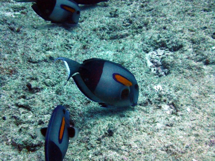 Acanthurus olivaceus