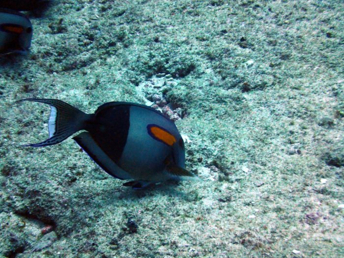 Acanthurus olivaceus