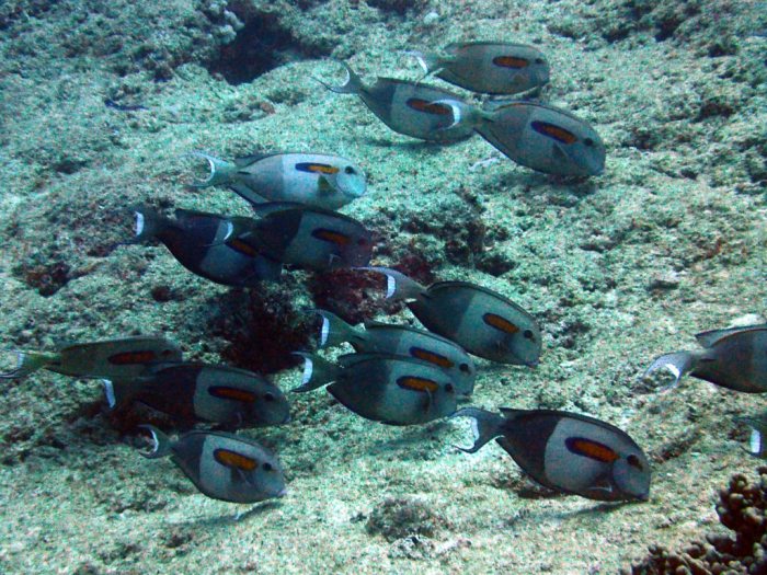 Acanthurus olivaceus