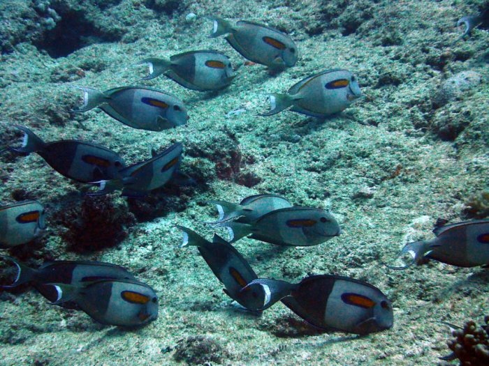 Acanthurus olivaceus