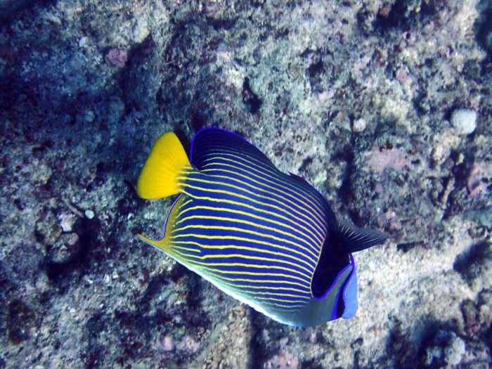 Pomacanthus imperator