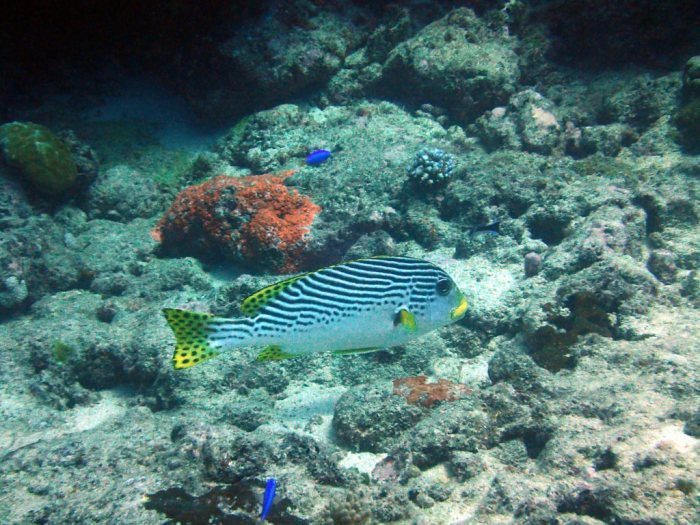 Plectorhinchus lineatus