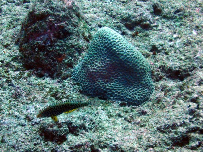 Macropharyngodon meleagris