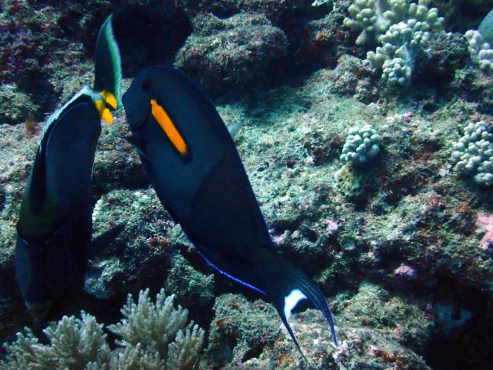 Acanthurus olivaceus