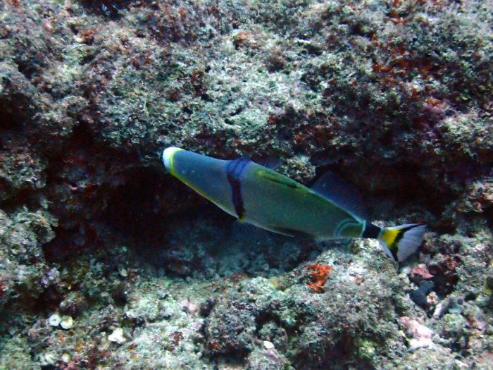 Rhinecanthus lunula