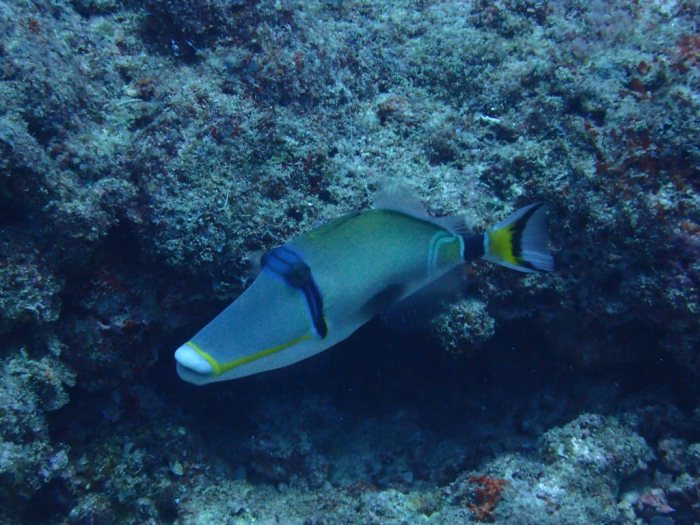 Rhinecanthus lunula
