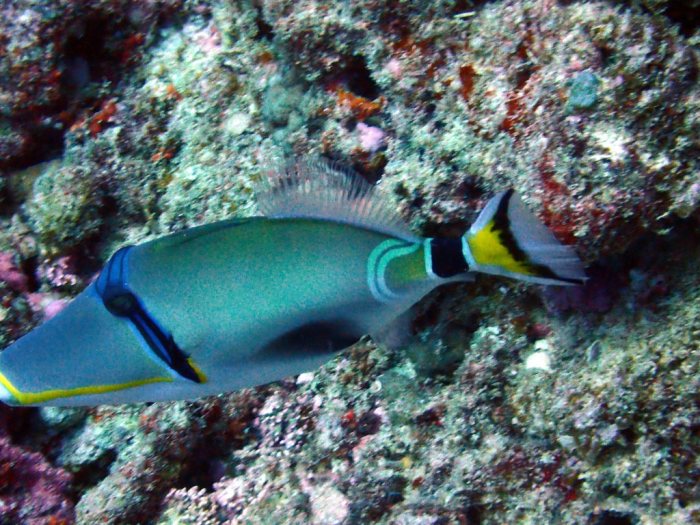 Rhinecanthus lunula