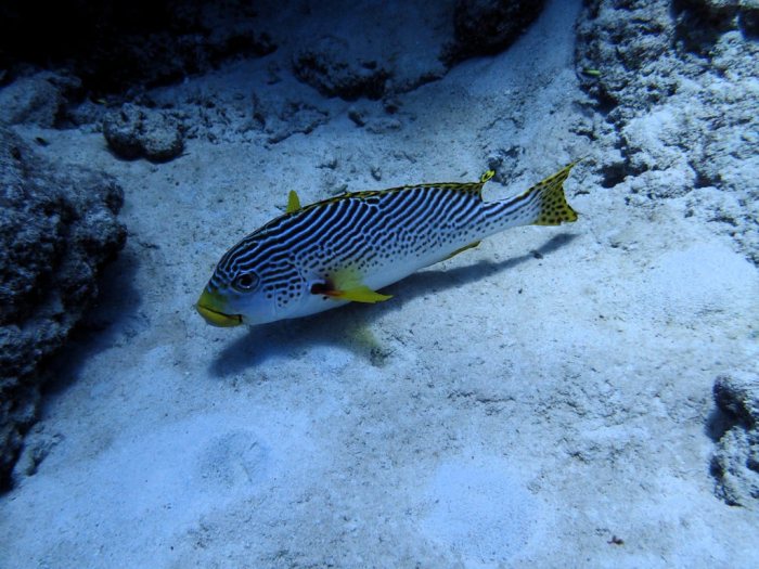Plectorhinchus lineatus