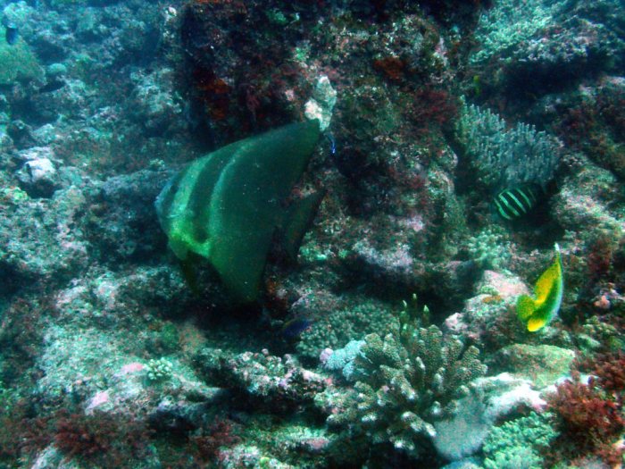 Platax teira