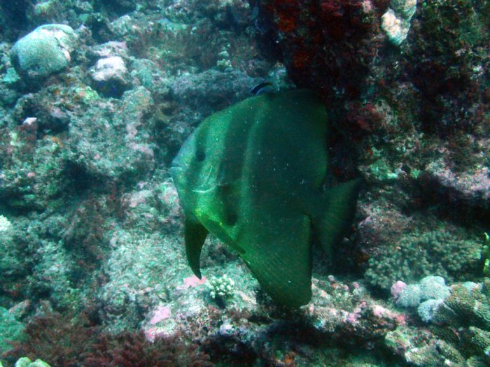 Platax teira