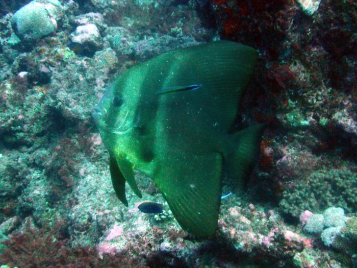Platax teira