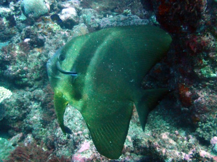 Platax teira