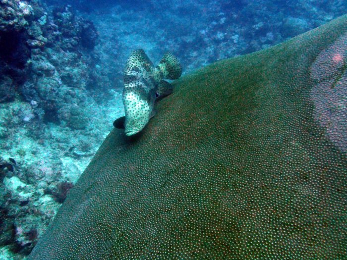 Cromileptes altivelis