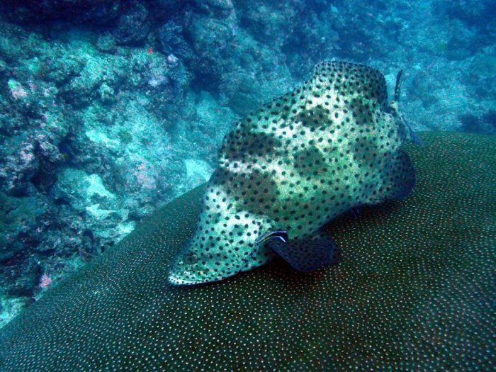 Cromileptes altivelis