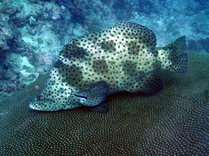 Cromileptes altivelis