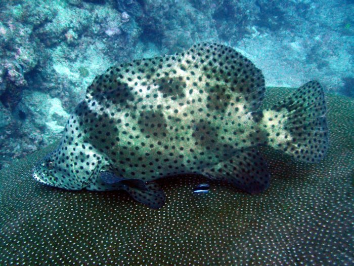 Cromileptes altivelis