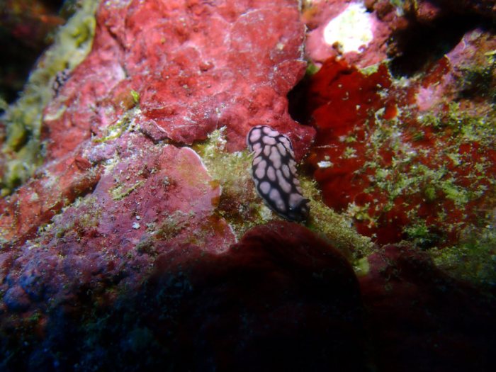 Phyllidiella pustulosa