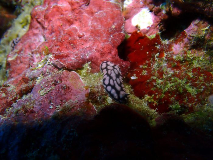 Phyllidiella pustulosa