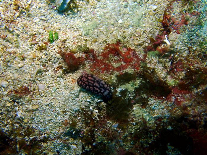Phyllidiella pustulosa