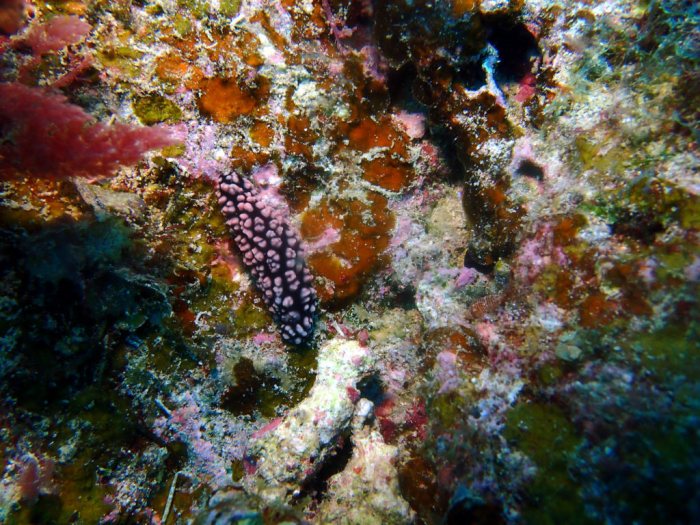 Phyllidiella pustulosa