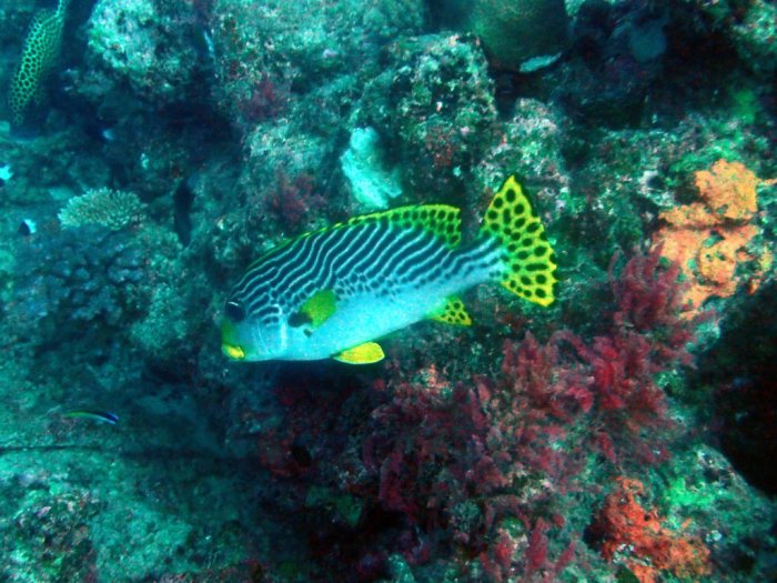Plectorhinchus lineatus