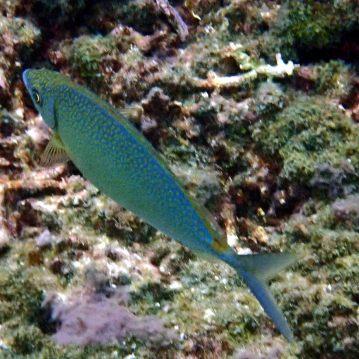 Siganus woodlandi