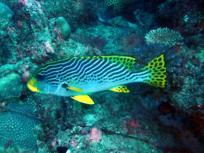 Plectorhinchus lineatus
