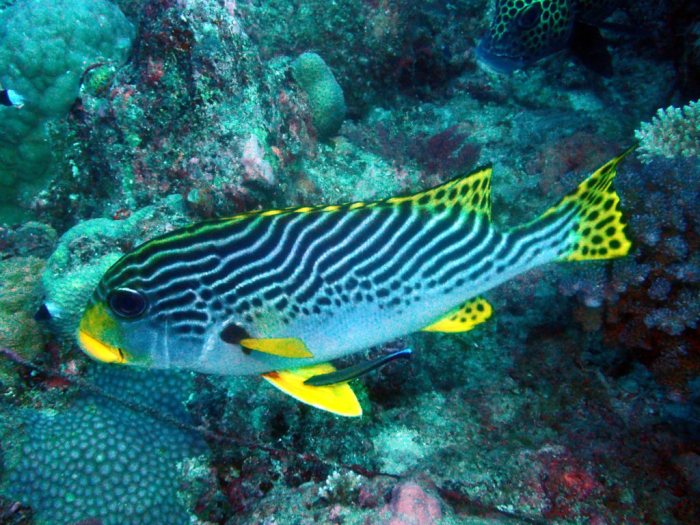 Plectorhinchus lineatus